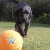 צעצוע לכלב רוגז כדור טניס בינוני צבע כתום-2333